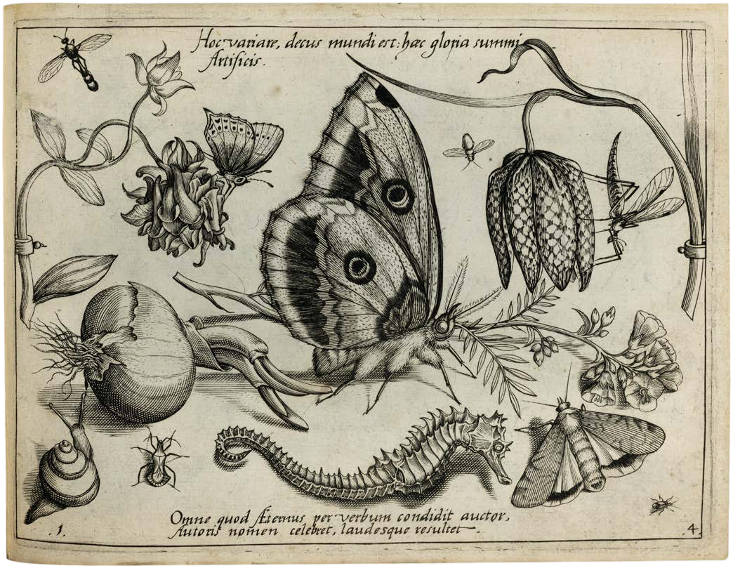 Georg Hoefnagel’s Archetypa Studiaque: Nature Under the Magnifying Glass