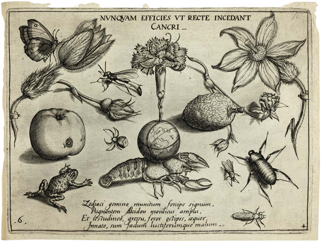 Georg Hoefnagel’s Archetypa Studiaque: Nature Under the Magnifying Glass